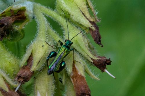 Oedemera nobilis
